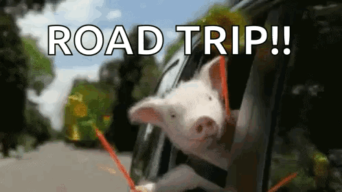 Piggy Pinwheel GIF