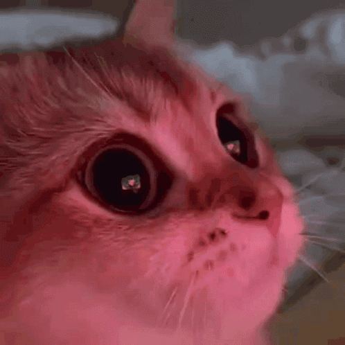 Piscadinha GIF