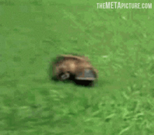 Platypus Cute GIF