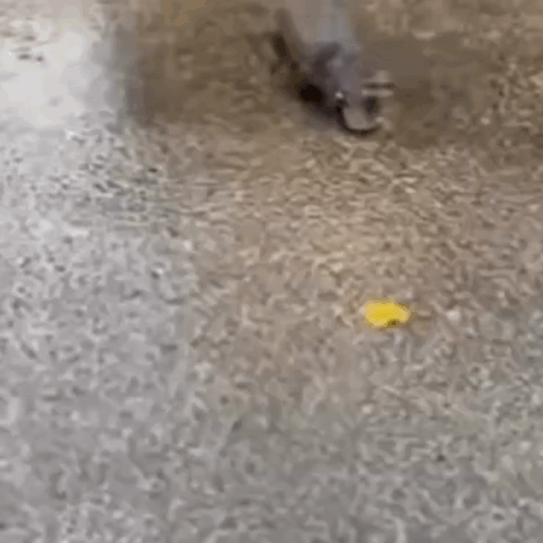 Platypus Hello Hi Chat Platypus GIF