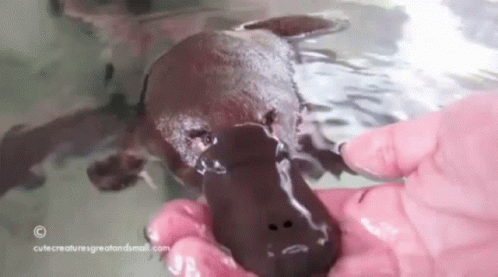 Platypus GIF