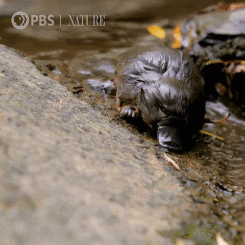 Platypus GIF