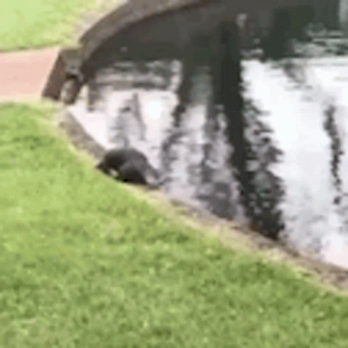 Platypus Walking GIF