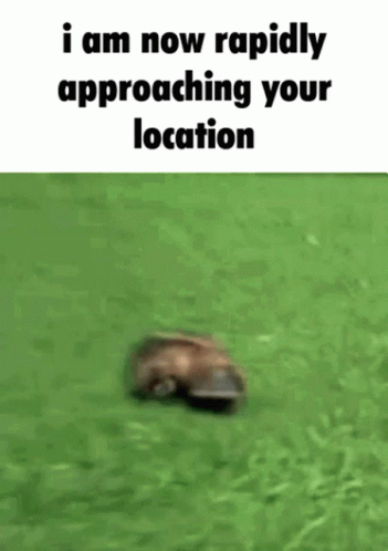 Platypus GIF