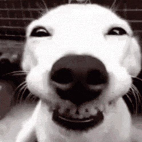 Plave Bamby GIF