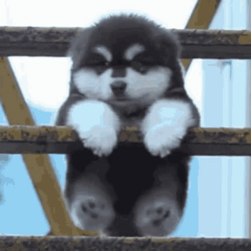 Please Help GIF