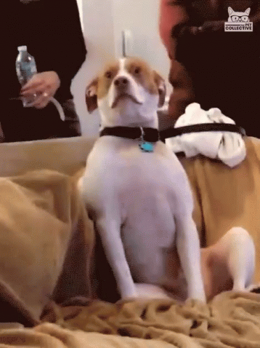 Pls Send Help Help Me GIF