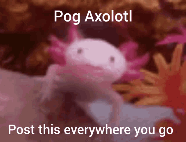 Pog GIF