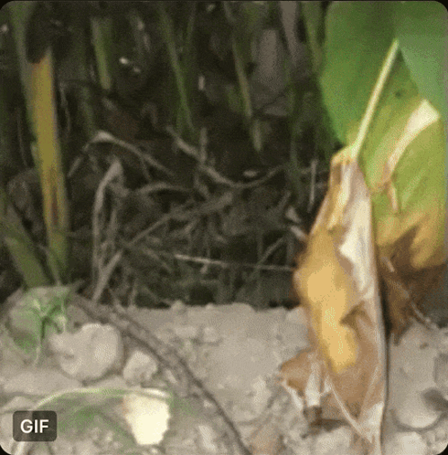 Poke Attack GIF