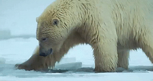 Polar Bear Arctic GIF