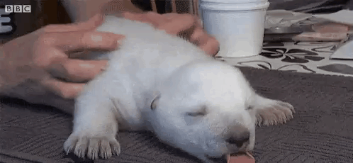 Polar Bear Baby GIF