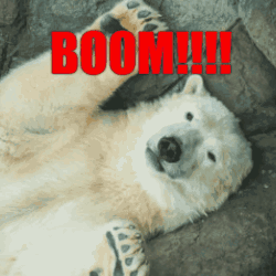 Polar Bear Boom GIF