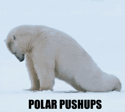 Polar Bear GIF