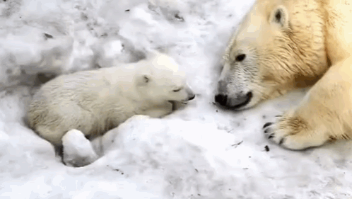 Polar Bear Mom Polar Bears Love GIF