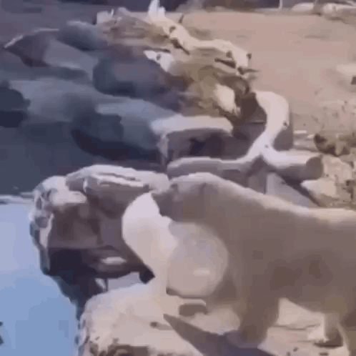 Polar Bear Olar Pear GIF