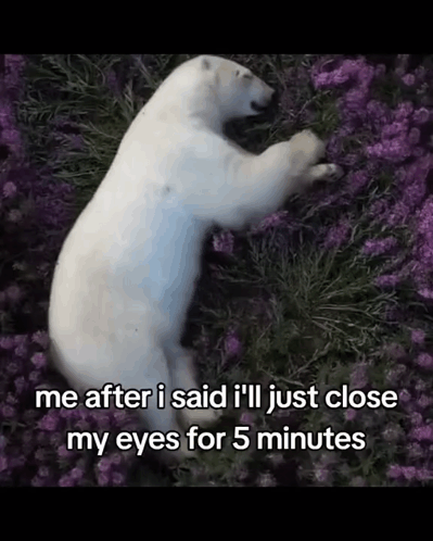 Polar Bear Sleepin 5 Mins Fr GIF