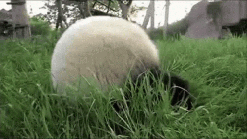 Polar Roller Hulky GIF