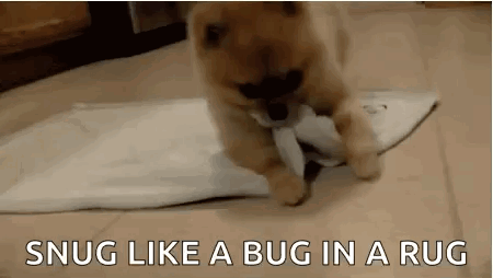 Pomerania Cute GIF