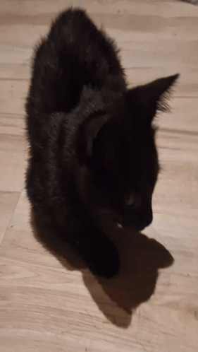 Pompon Cat GIF