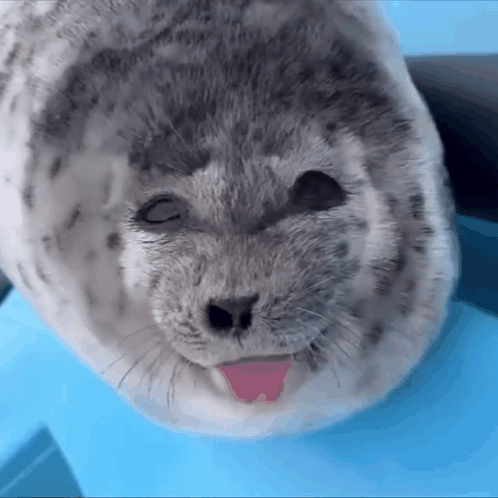 Ponsuke Ponchan GIF