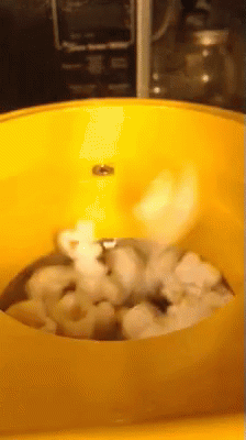 Popcorn Munchies GIF