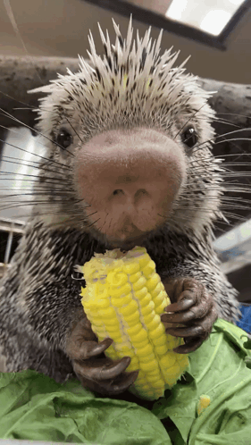 Porcupine Corn GIF