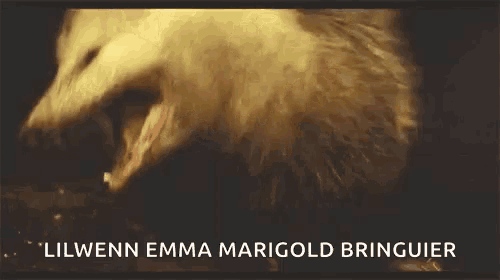 Possum Rat GIF
