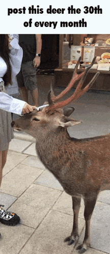 Post This Deer In Headlights GIF