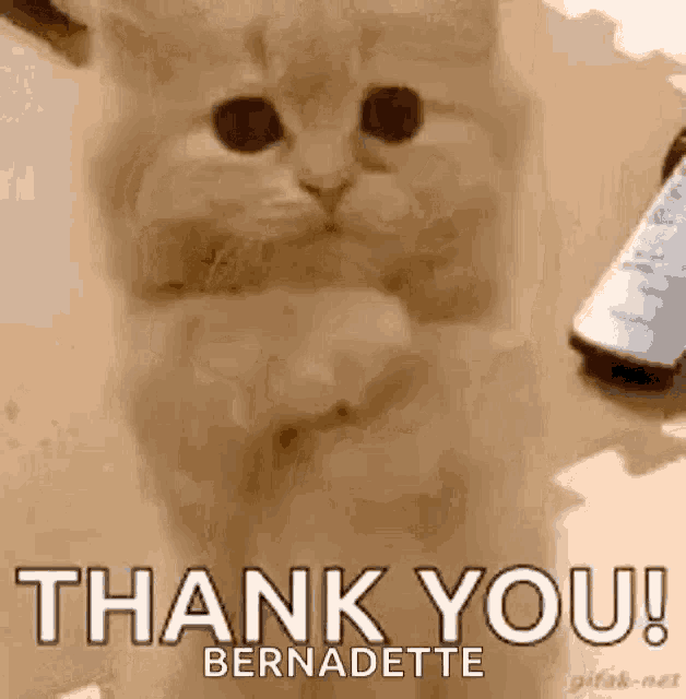 Praying Cat GIF