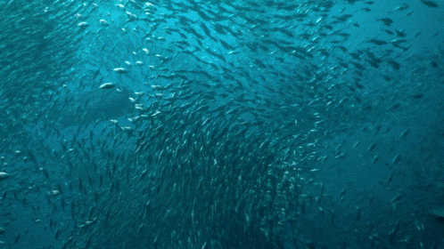 Prehistoric Planet 2 Oceans GIF