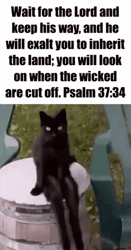 Psalm Cat GIF