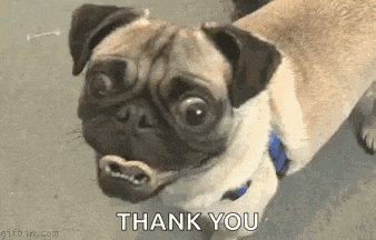 Pug Cute GIF