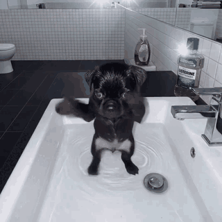 Pug Dancing Pug GIF