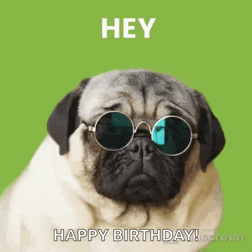 Pug Pugs GIF