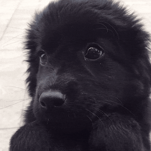 Puppy Dog GIF