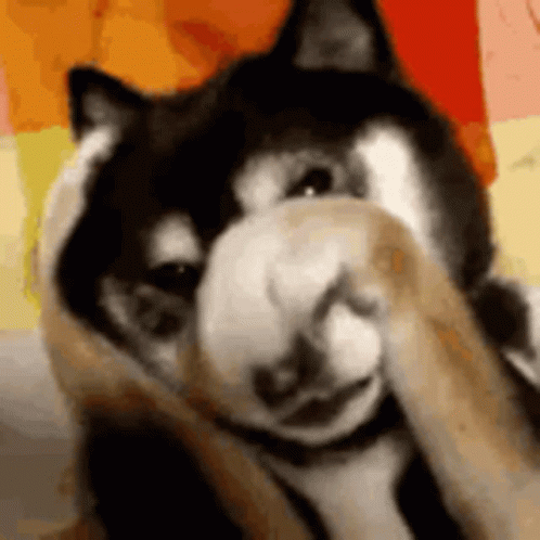 Puppy Eyes GIF