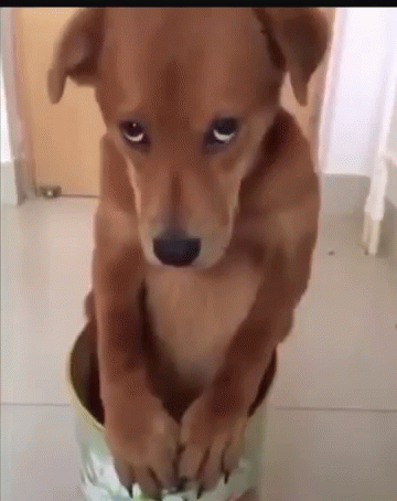 Puppy Eyes GIF