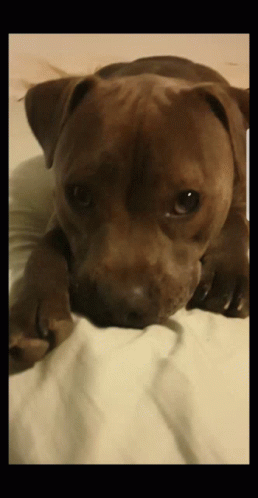 Puppy Eyes Staffie GIF