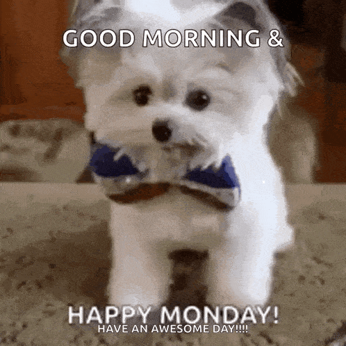 Puppy High Five GIF