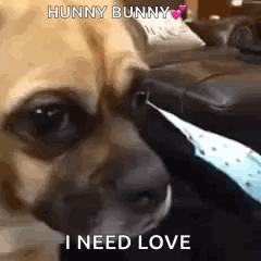 Puppy I Need Love GIF
