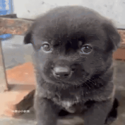 Puppy Poke GIF