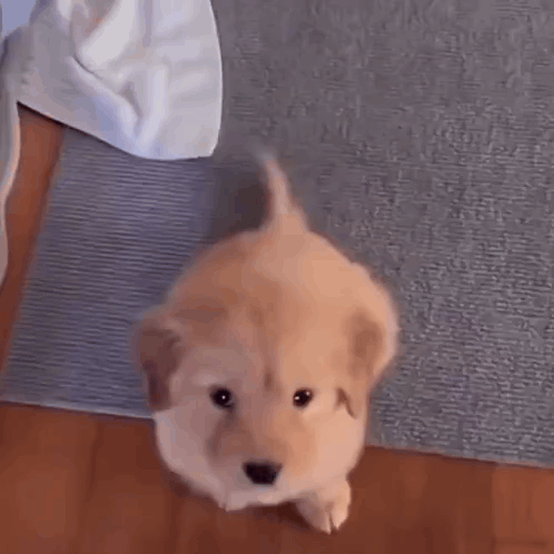 Puppy Puppy Eyes GIF