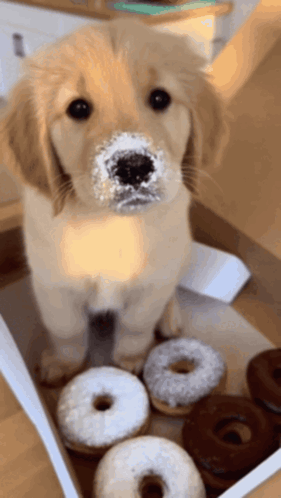 Puppy Sneeze GIF