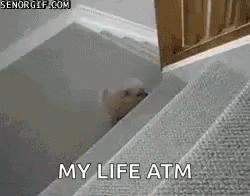 Puppy Star Wars GIF