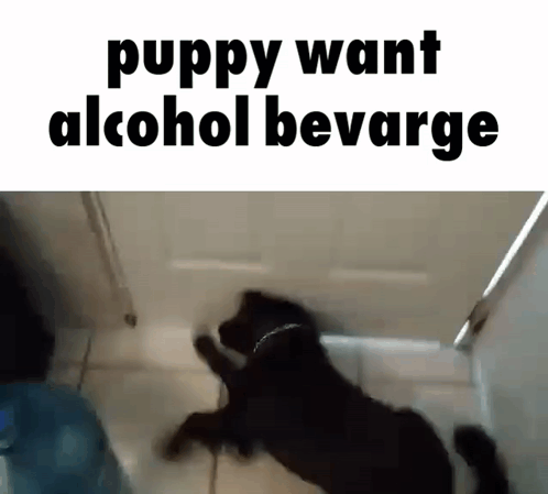 Puppy Want Alcohol Bevarge GIF