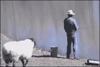 Push Fishing GIF