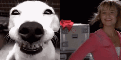 Quinn Fabray Smiling Dog GIF