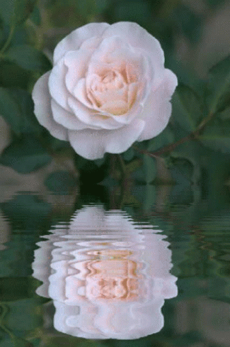Ra575 Rose Pink GIF