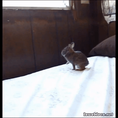 Rabbit Bunny GIF