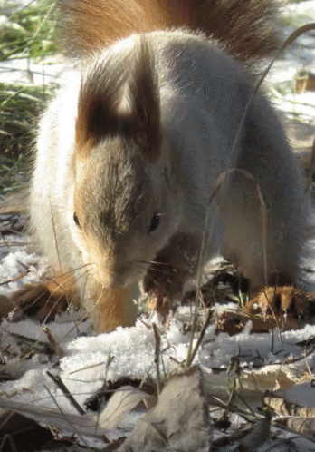 Rabbit Hair GIF